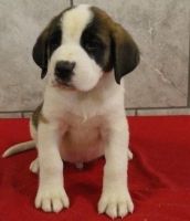 Sanshu Puppies for sale in Baywood-Los Osos, CA 93402, USA. price: $500