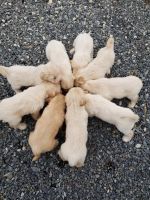 Sapsali Puppies for sale in Lynnwood, WA 98036, USA. price: $1,000
