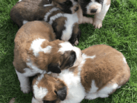Sapsali Puppies for sale in Boston, MA 02114, USA. price: $900