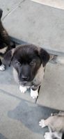 Sarplaninac Puppies for sale in 266 Gregory Rd, Monticello, NY 12701, USA. price: $600