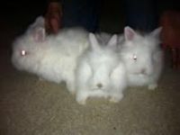 Satin Angora Rabbits for sale in Muskegon, MI, USA. price: $30