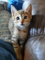 Savannah Cats for sale in Whitehall, MT 59759, USA. price: NA