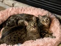Savannah Cats for sale in Clinton, UT 84015, USA. price: NA
