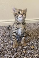 Savannah Cats for sale in Stansbury Park, UT 84074, USA. price: NA