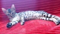 Savannah Cats for sale in Los Angeles, CA 90029, USA. price: NA