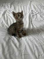 Savannah Cats for sale in Vandalia, OH, USA. price: NA