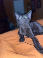Savannah Cats for sale in Stroudsburg, PA 18360, USA. price: $1,000