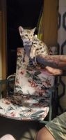 Savannah Cats for sale in Fort Pierce, FL, USA. price: $950