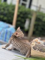 Savannah Cats for sale in Charleston, SC, USA. price: NA
