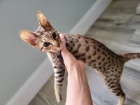 Savannah Cats for sale in DeBary, FL 32713, USA. price: $700