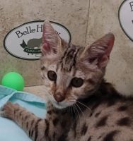 Savannah Cats for sale in Franklin, NC 28734, USA. price: NA