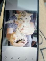 Savannah Cats for sale in Providence, KY 42450, USA. price: $1,000