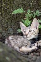 Savannah Cats for sale in Central Florida, FL, USA. price: $1,600