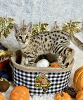 Savannah Cats for sale in Miami, FL, USA. price: $5,000