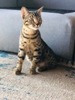 Savannah Cats for sale in Long Beach, CA, USA. price: $200