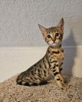 Savannah Cats for sale in Central Florida, FL, USA. price: NA