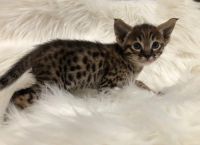 Savannah Cats for sale in Los Angeles, CA 90017, USA. price: $4,500