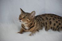 Savannah Cats for sale in Destin, Florida. price: $200,000