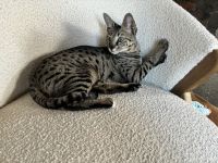 Savannah Cats for sale in Newtown, Connecticut. price: $4,500