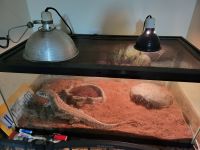 Savannah monitor Reptiles for sale in Fayetteville, NC, USA. price: NA