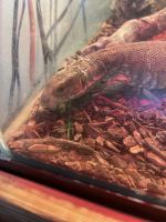 Savannah monitor Reptiles for sale in Slidell, LA, USA. price: NA