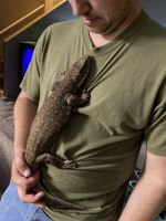 Savannah monitor Reptiles for sale in Coolidge, AZ, USA. price: NA