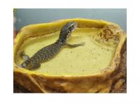 Savannah monitor Reptiles for sale in Littleton, MA, USA. price: NA
