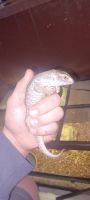 Savannah monitor Reptiles for sale in Fostoria, OH 44830, USA. price: NA