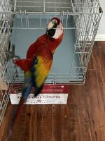 Scarlett Macaw Birds for sale in San Antonio, TX, USA. price: NA