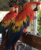 Scarlett Macaw Birds for sale in Seattle, WA, USA. price: NA