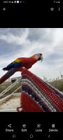 Scarlett Macaw Birds for sale in Wittmann, AZ 85361, USA. price: NA