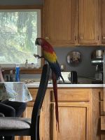 Scarlett Macaw Birds for sale in 2885 US-52, Sheridan, IL 60551, USA. price: NA