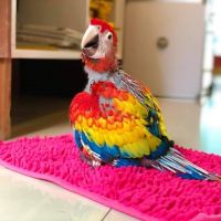 Scarlett Macaw Birds for sale in Egbert North Rd, Wyoming 82053, USA. price: NA