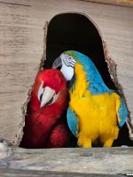 Scarlett Macaw Birds for sale in Long Beach, California. price: $5,300