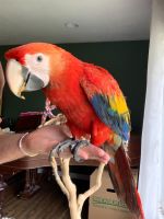 Scarlett Macaw Birds for sale in Cypress, California. price: $1,000