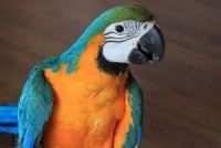 Scarlett Macaw Birds Photos