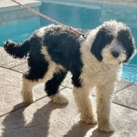 Schapendoes Puppies for sale in Las Vegas, NV, USA. price: $1,500