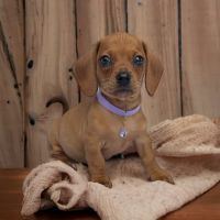 Schapendoes Puppies for sale in 1309 Coffeen Ave, Sheridan, WY 82801, USA. price: $2,900