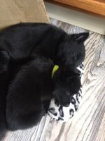 Schipperke Puppies for sale in Reno, NV, USA. price: NA