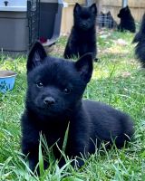 Schipperke Puppies for sale in Sturgis, SD 57785, USA. price: NA