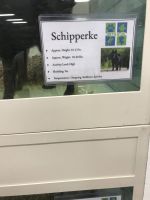 Schipperke Puppies for sale in 1811 Corby St, Omaha, NE 68110, USA. price: $1,000