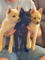 Schipperke Puppies for sale in El Mirage, AZ, USA. price: NA