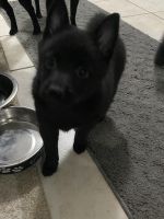 Schipperke Puppies for sale in Pauls Valley, OK, USA. price: $650