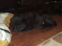 Schipperke Puppies for sale in Riddle, OR 97469, USA. price: NA