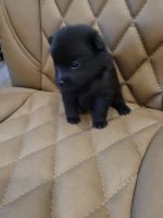 Schipperke Puppies for sale in Klamath Falls, OR, USA. price: NA