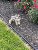 Schnauzer Puppies for sale in Mitchell, IN 47446, USA. price: NA