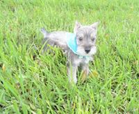 Schnauzer Puppies for sale in Baltimore, MD 21214, USA. price: NA
