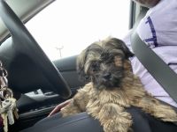 Schnauzer Puppies for sale in Milwaukee, WI 53210, USA. price: NA