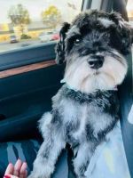 Schnauzer Puppies for sale in Cypress, TX 77429, USA. price: NA