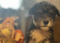 Schnauzer Puppies for sale in Commerce City, CO, USA. price: NA